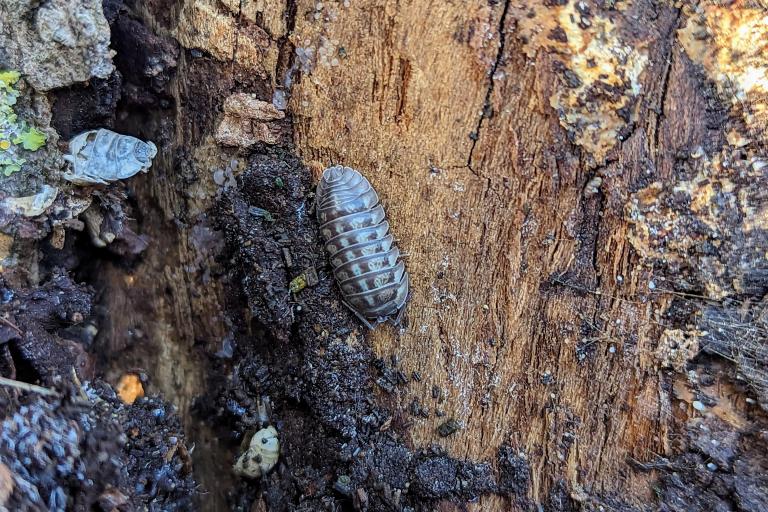 Armadillidium nasatum_M. Ghislain