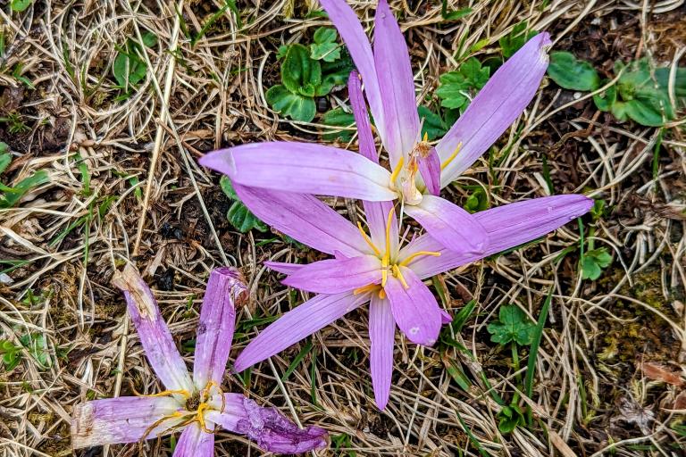 Colchicum montanum_M. Ghislain