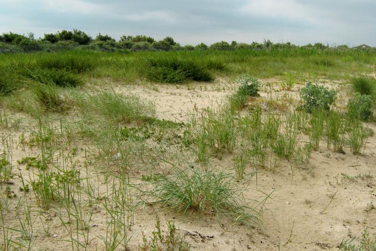 Dune embryonnaire dune grise LPO-RNN Moeze-Oleron