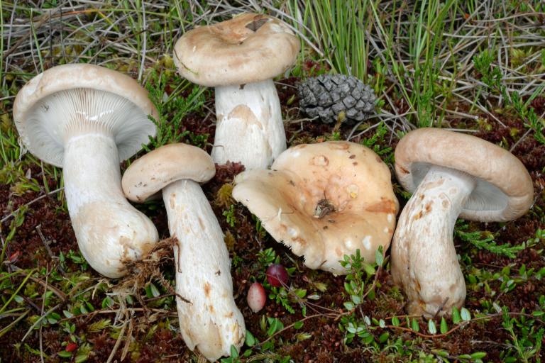Lactarius_musteus_Jean-Marc Moingeon