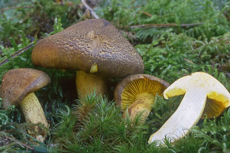 Tricholoma chrysophyllum Laurent Deparis