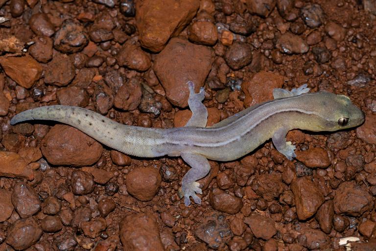Dierogekko inexpectatus - E. Bourguet