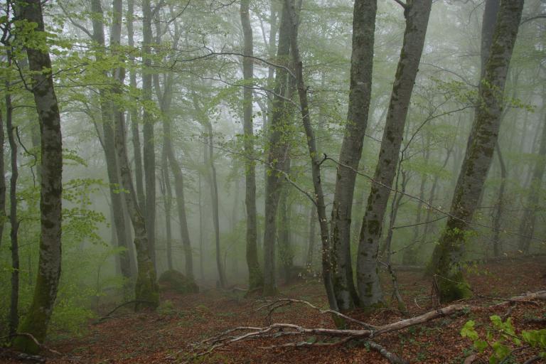 Forêts mixtes montagnardes