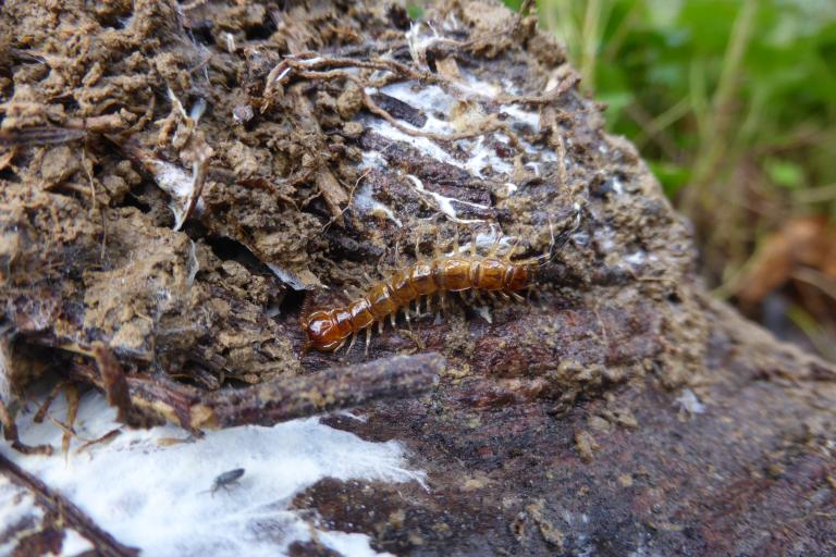 Liste rouge : Lithobius variegatus 