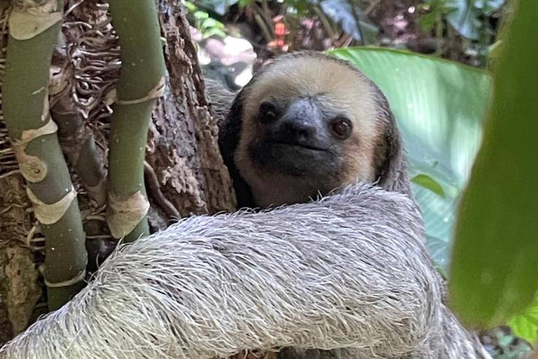 Paresseux à trois doigts (Bradypus tridactylus) sur le sentier du Rorota © G. Gigot