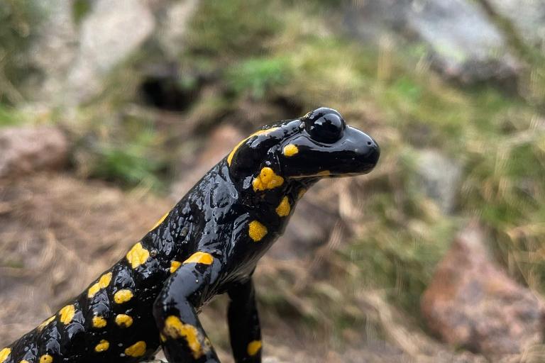 Salamandre de Corse © G. Gigot