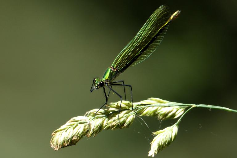 Calopteryx splendens - Aurélie Lacoeuilhe