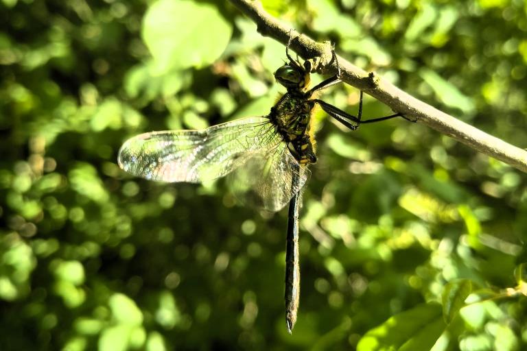 Somatochlora metallica - Violette Lervy-Mayère