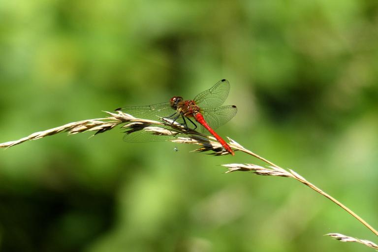 Sympetrum sanguineum © Violette Lervy-Mayère