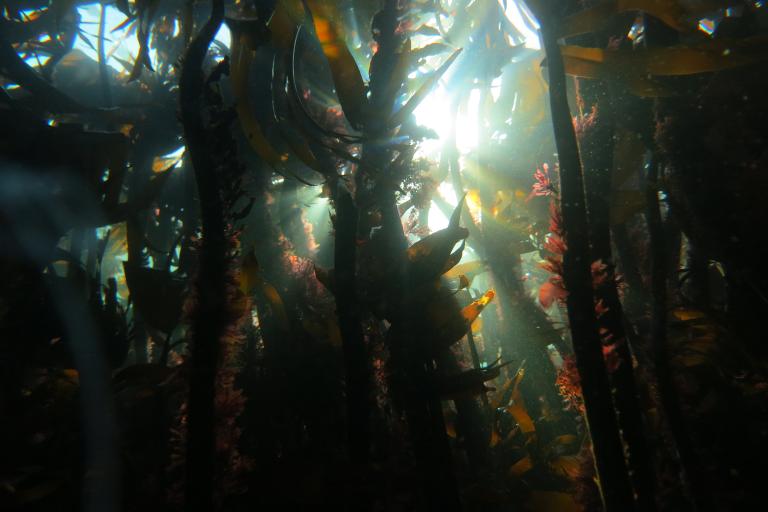 Forêt de Laminaria hyperborea en Norvège © T. de Bettignies