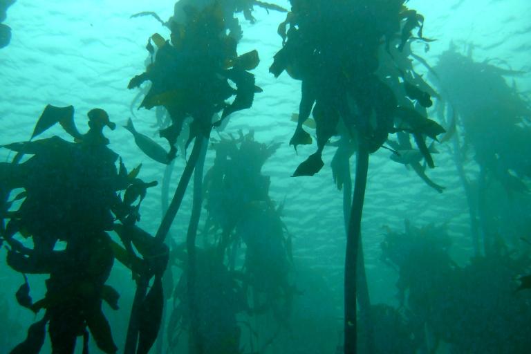 Forêt d'Ecklonia maxima en Afrique du Sud © T. de Bettignies