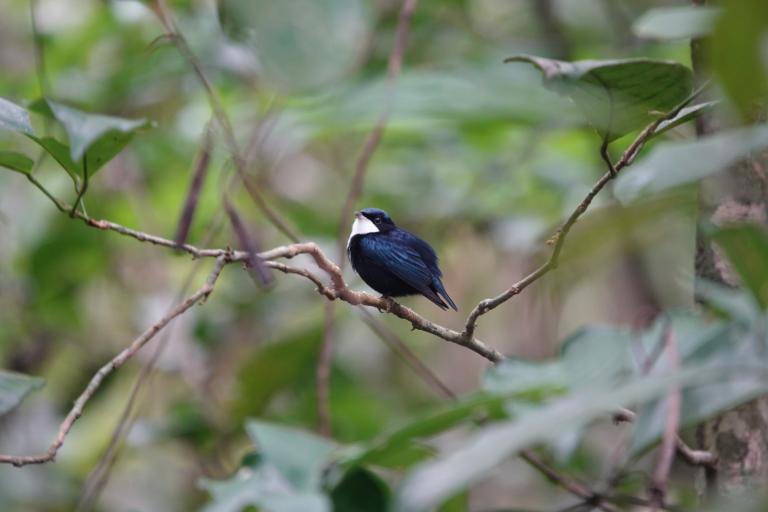 Manakin à gorge blanche (Corapipo gutturalis) - Aurélie Lacoeuilhe