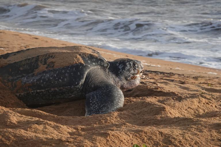 Tortue Luth - Aurélie Lacoeuilhe