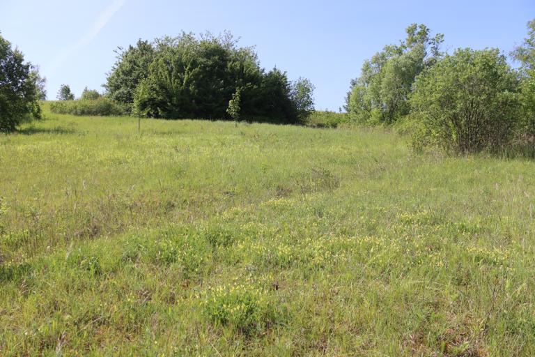 Pelouse marneuse des carrières réaménagées de l’Est parisien – Pamela Amiard