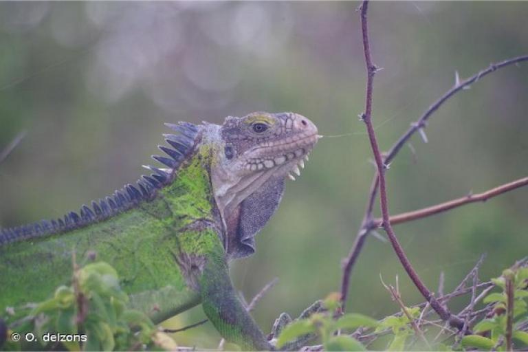 iguane_petites_antilles_-_o._delzons-1.jpg