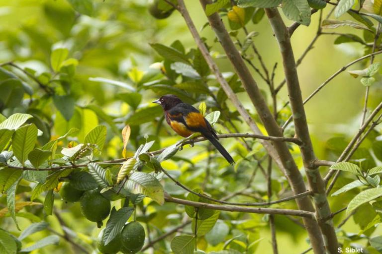 Oriole de la Martinique (Icterus bonana) © S. Siblet