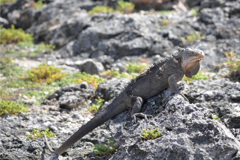 Iguane des Petites Antilles (Iguana delicatissima) © A. Jeusset