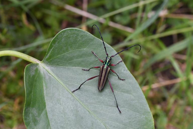 mionochroma_rufescens_-_j._touroult.jpg