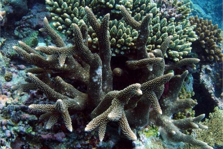 Acropora muricata © B. Guichard