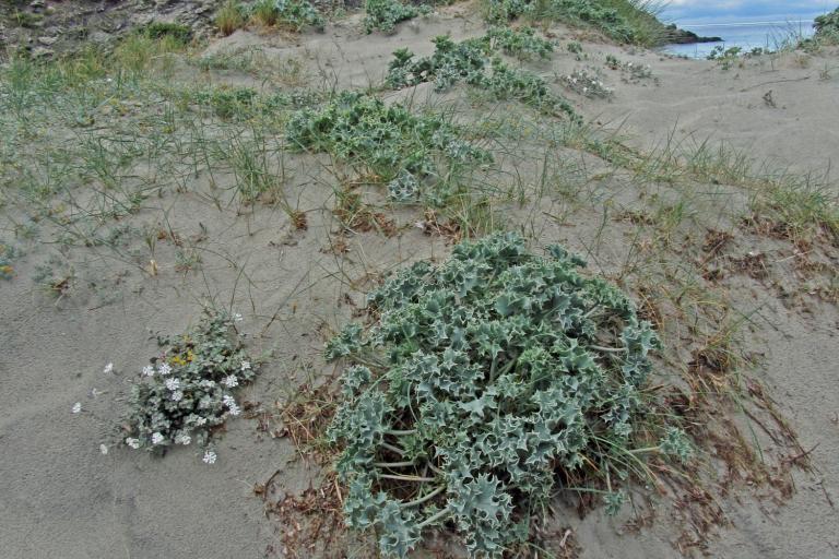 Dune (Haute-Corse) © V. Gaudillat