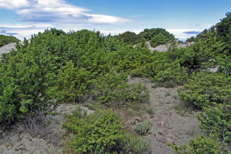 Fourré dunaire à Juniperus oxycedrus subsp. macrocarpa (Haute-Corse) © V. Gaudillat