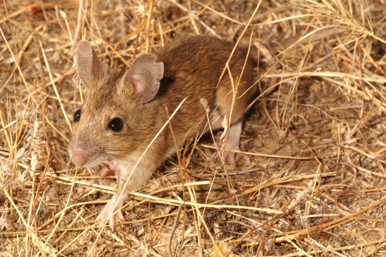 Mulot sylvestre - Apodemus sylvaticus © J.-C. de Massary