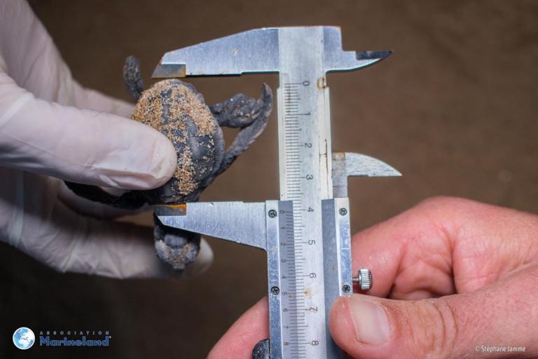 Mesure d’un bébé tortue Caouanne (Caretta caretta) né en 2020 sur la plage des Esclamandes (St Aygulf, Var) © Christophe Jamme