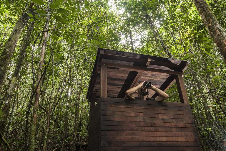 cabane-dobservation-sentier-du-site-de-nidification-du-coq-de-roche-p-o_jay_bd.jpg