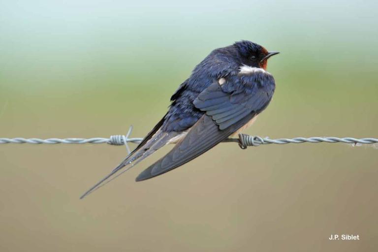 Hirondelle de cheminée Hirundo rustica © J.P. Siblet