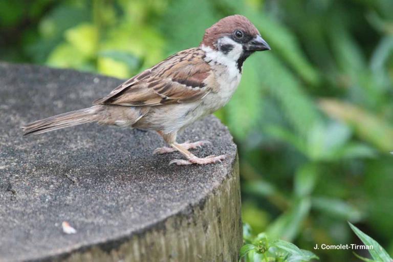 Moineau friquet - Passer montanus © J. Comolet-Tirman 