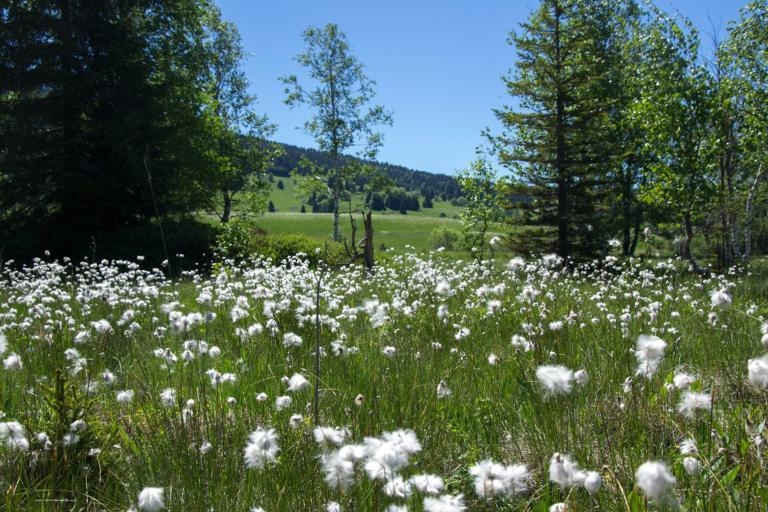bas-marais_jura_v.herledan