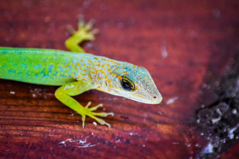 ctenonotus-marmoratus-bd.jpg