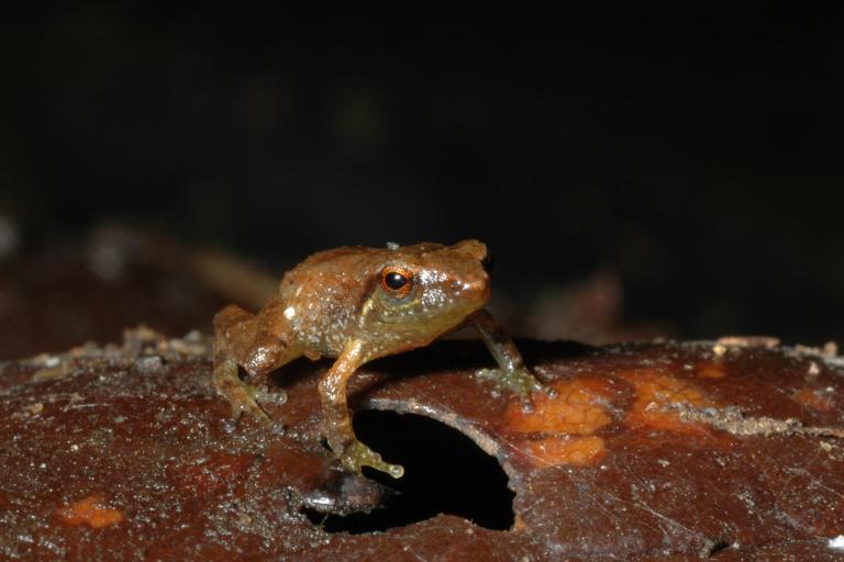 eleutherodactylus_pinchoni_-_d._massemin