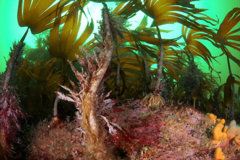 laminaria-hyperborea-c-d.-smale-bd.jpg