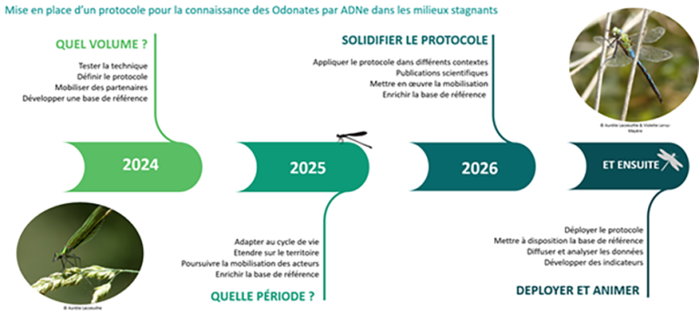 Les Odonates par ADNE